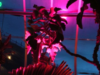  Hanging garden and lighting 